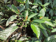 Ficus benguetensis