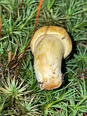 Pseudoboletus parasiticus