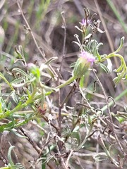 Vittadinia pterochaeta