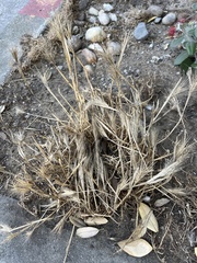 Eleusine indica