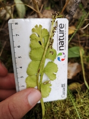 Botrychium yaaxudakeit