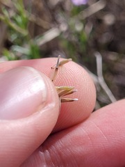 Vittadinia pterochaeta