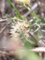 Vittadinia pterochaeta