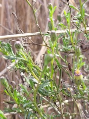 Vittadinia pterochaeta