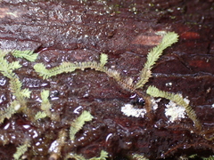 Douinia ovata