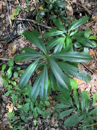 Ochrosia nakaiana iNat (3)