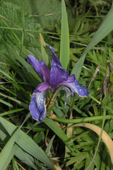 Iris sibirica