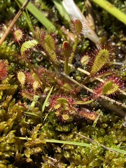 Drosera anglica
