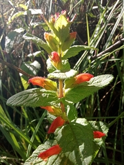 Lamourouxia macrantha