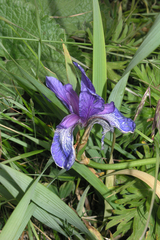 Iris sibirica