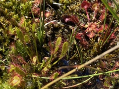 Drosera anglica
