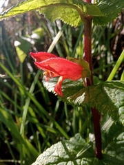 Lamourouxia macrantha