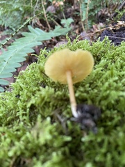 Pluteus leoninus