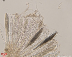 Geoglossum umbratile