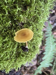 Pluteus leoninus