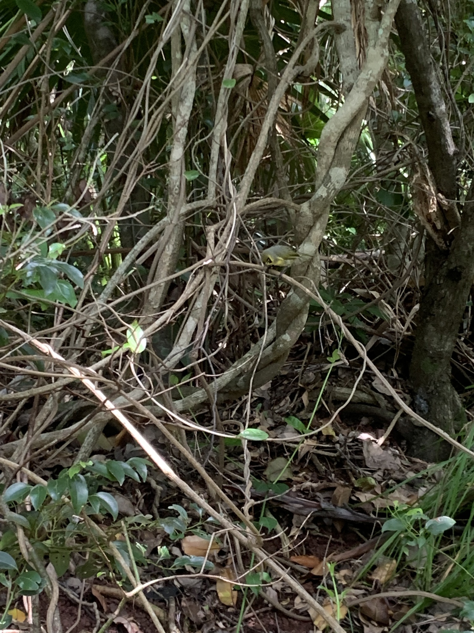 Bonin White-eye (Apalopteron familiare), photo 1