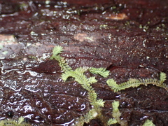 Douinia ovata