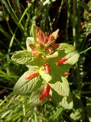 Lamourouxia macrantha
