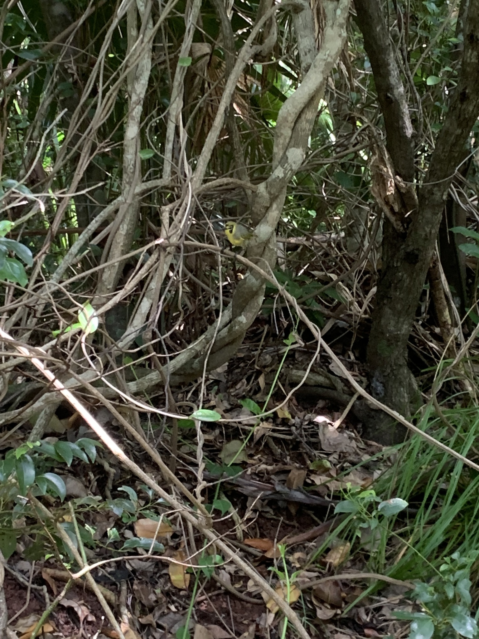 Bonin White-eye (Apalopteron familiare), photo 2