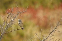 Artemisiospiza belli