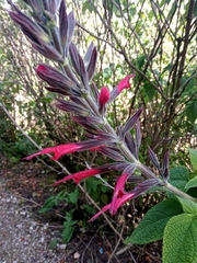Salvia longistyla