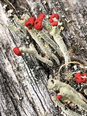 Cladonia macilenta