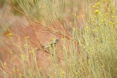 Artemisiospiza belli