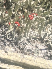 Cladonia macilenta
