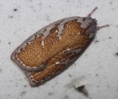 Euchaetis rhizobola