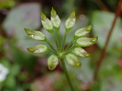 Coptis aspleniifolia