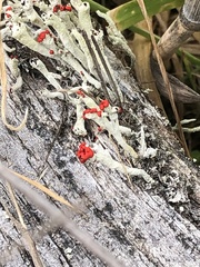 Cladonia macilenta