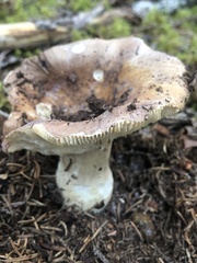 Russula compacta