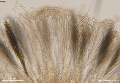 Geoglossum umbratile