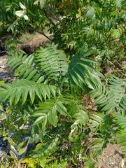 Rhus typhina