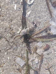 Oligocottus maculosus