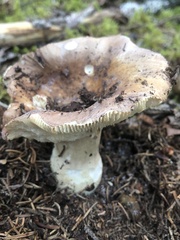 Russula compacta