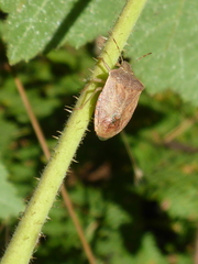 Holcostethus limbolarius