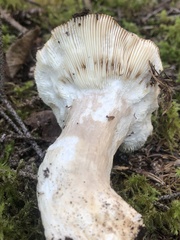 Russula compacta