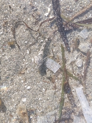 Oligocottus maculosus