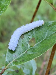 Macremphytus testaceus