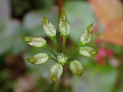 Coptis aspleniifolia