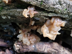 Myxarium nucleatum