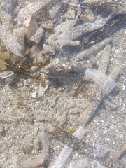 Oligocottus maculosus