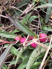 Eremophila debilis