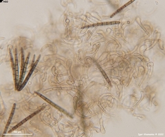 Geoglossum umbratile