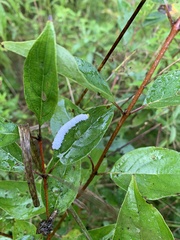 Macremphytus testaceus