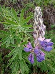 Lupinus reflexus