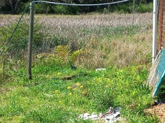 Egretta novaehollandiae