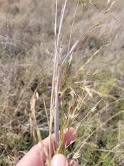 Austrostipa aristiglumis