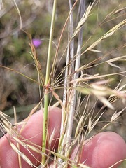Austrostipa aristiglumis